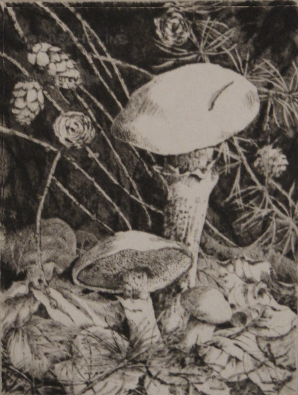 pilze
